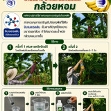 วว. ชูนวัตกรรม “สารควบคุมการเจริญเติบโตพืช” กอบกู้สวนกล้วยหอ ... พารามิเตอร์รูปภาพ 1